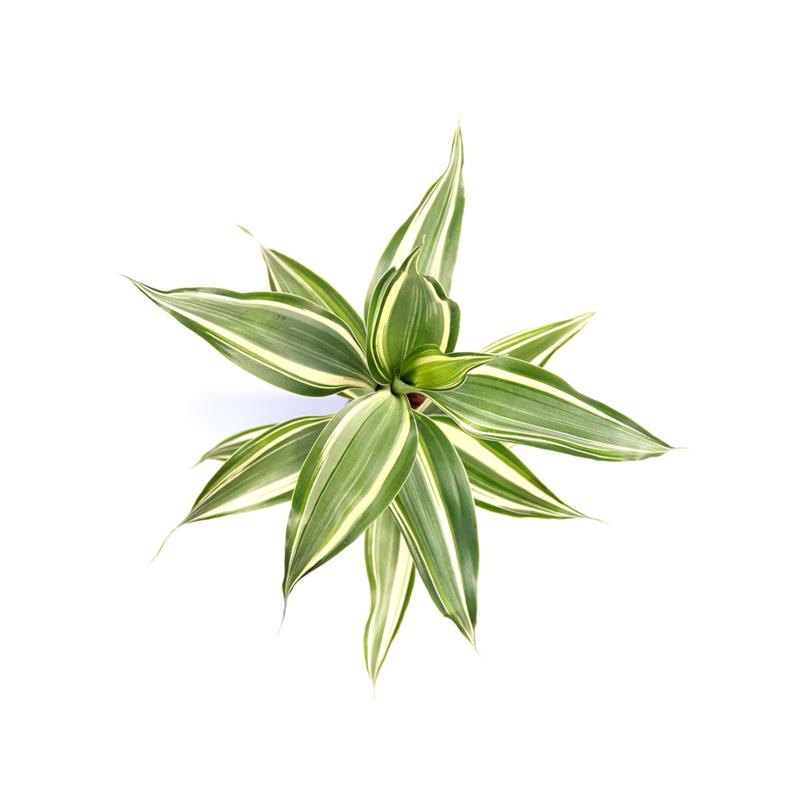 Planta naturala Dracaena sanderiana Stoffels - imagine 4